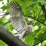 Thumbnail of post image 112