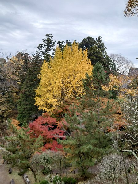 成田山公園の紅葉