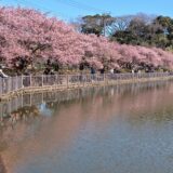 遠遊会  第75回「三浦海岸河津桜鑑賞と三崎マグロ堪能」実施報告