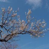 写そう会 「今月の写真」を更新